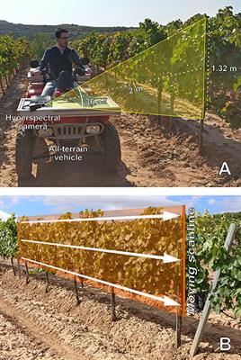 On-The-Go Hyperspectral Imaging Under Field Conditions and Machine Learning for the Classification of Grapevine Varieties